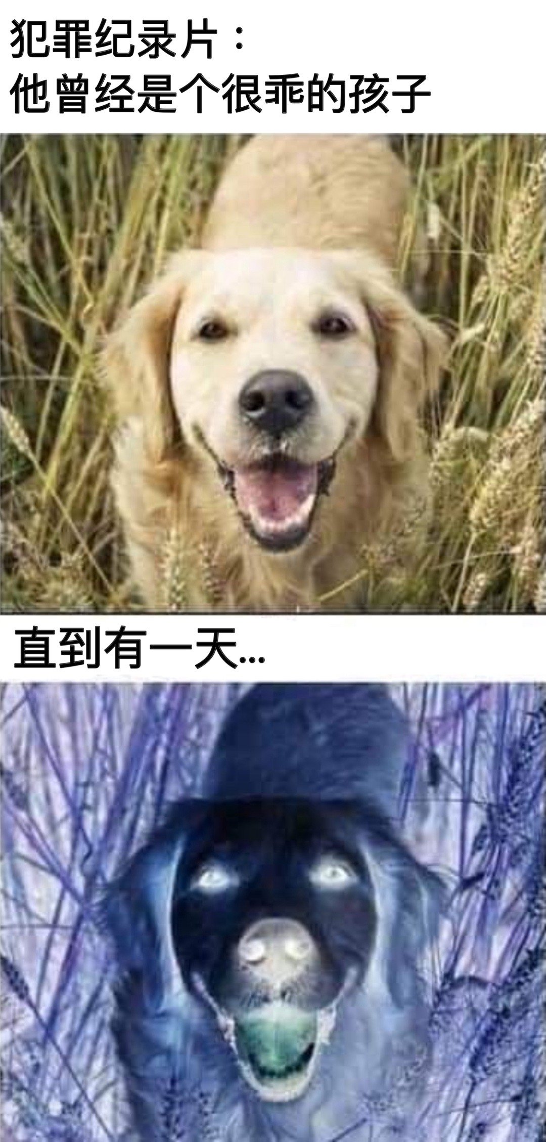 没有量变#meme# ​​​