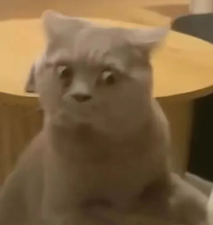 合法但有病的丑猫表情包 ​​​