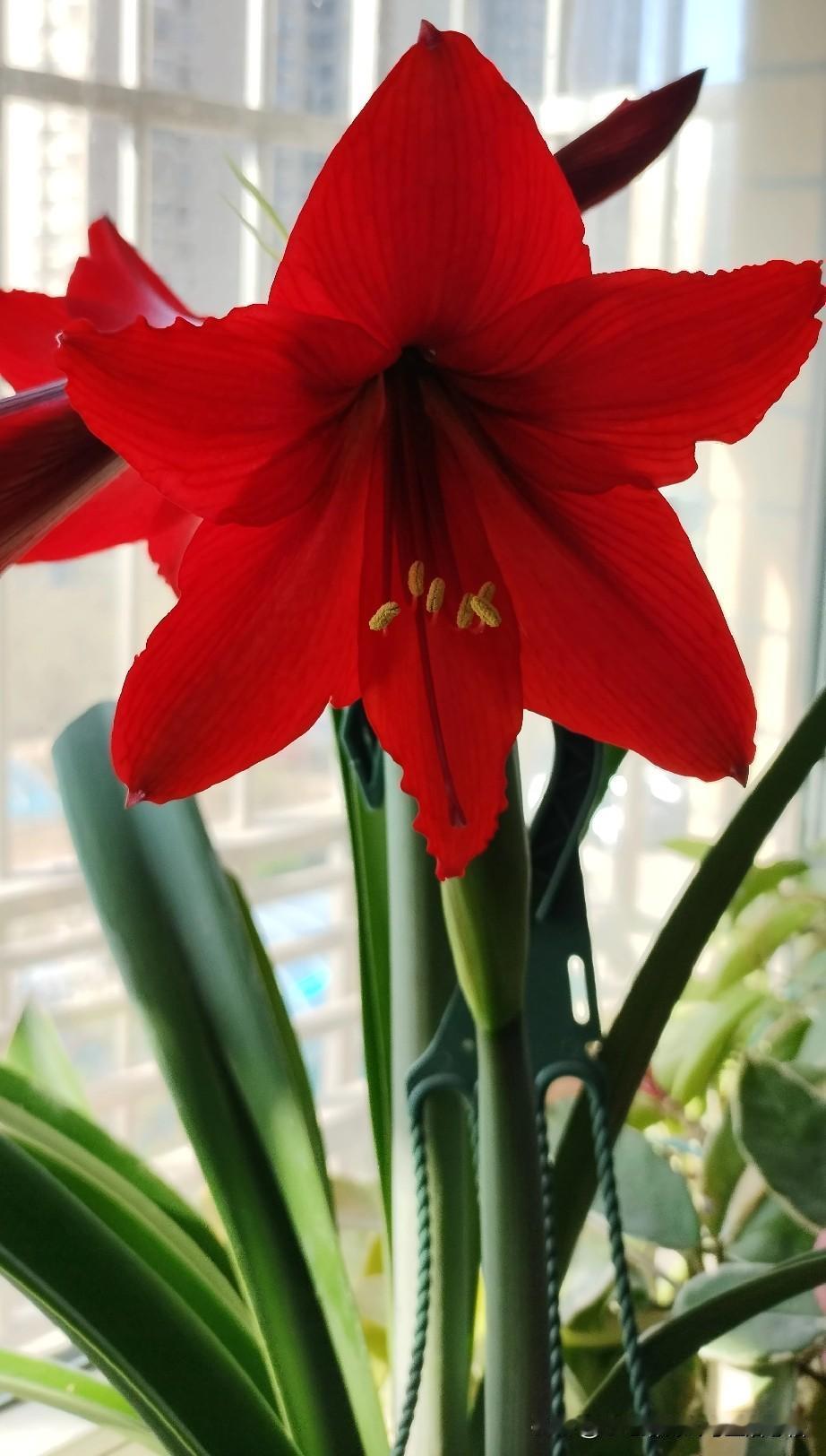 你认识这是什么花吗？