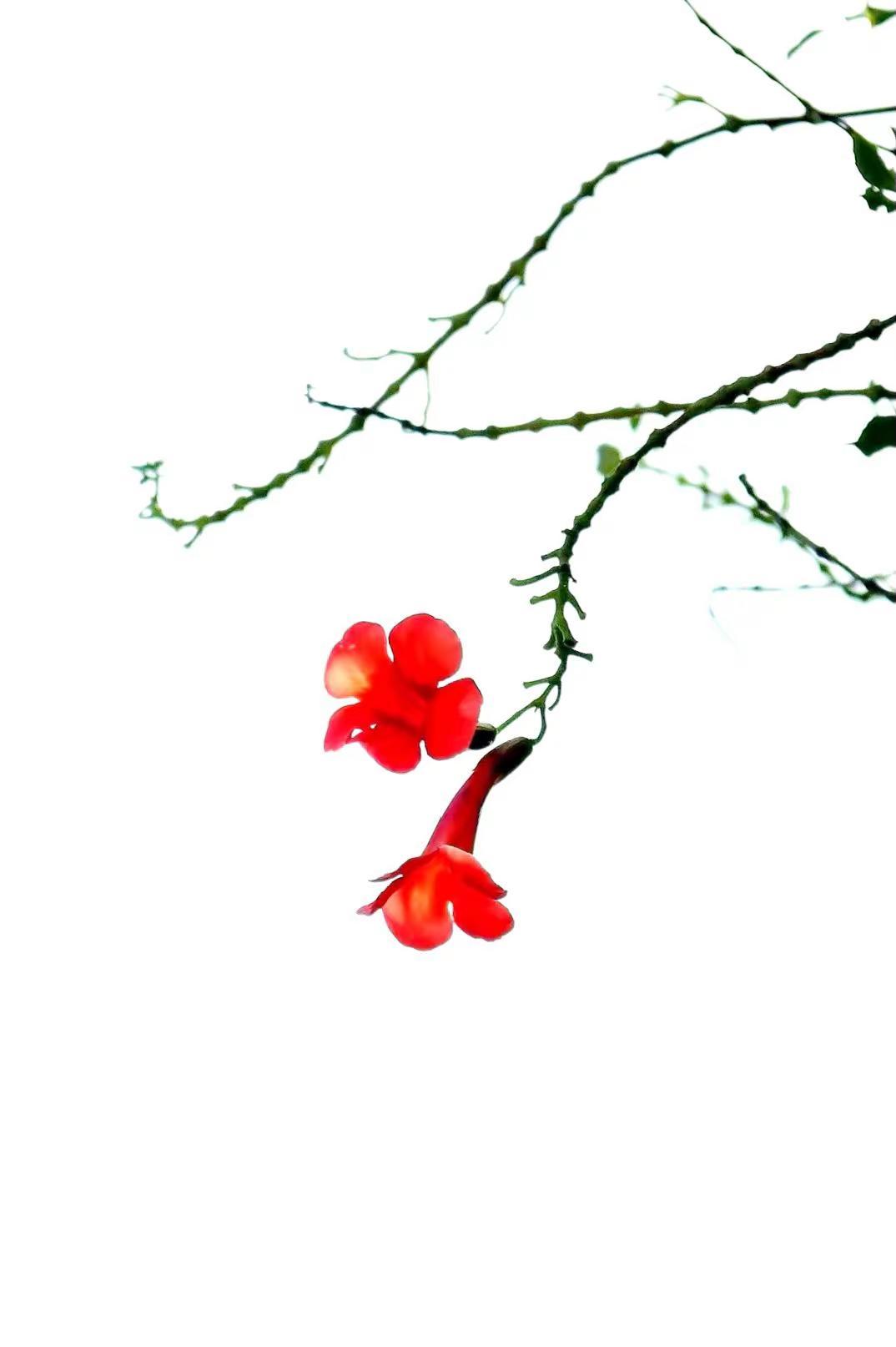 凌霄花。原创作品 唯美花枝 落花诗意图 枝头的诗意