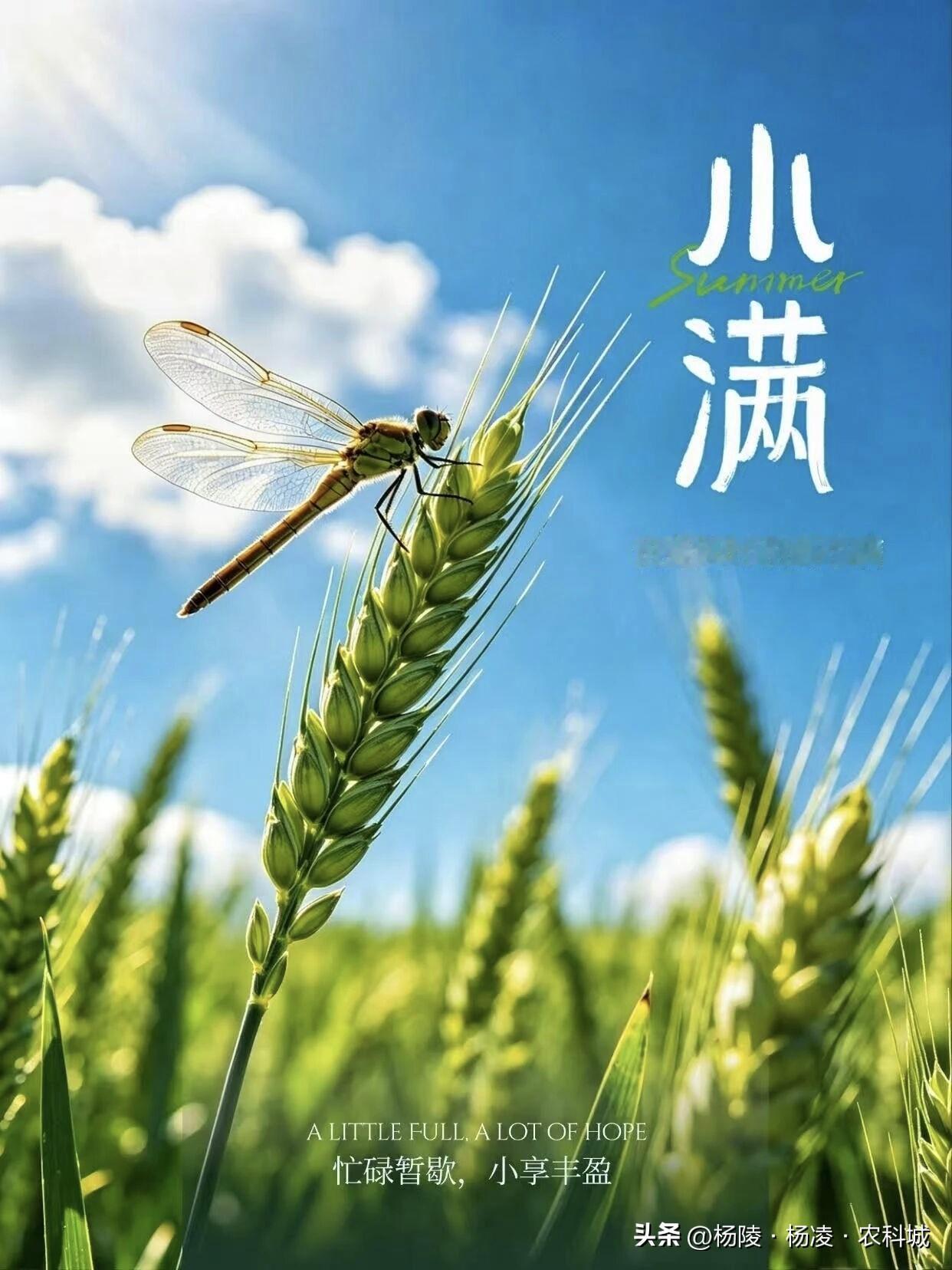 一孔东南窑，三代报国心！杨凌窑洞封神，守住中国人饭碗  西北农林科技大学 李振岐