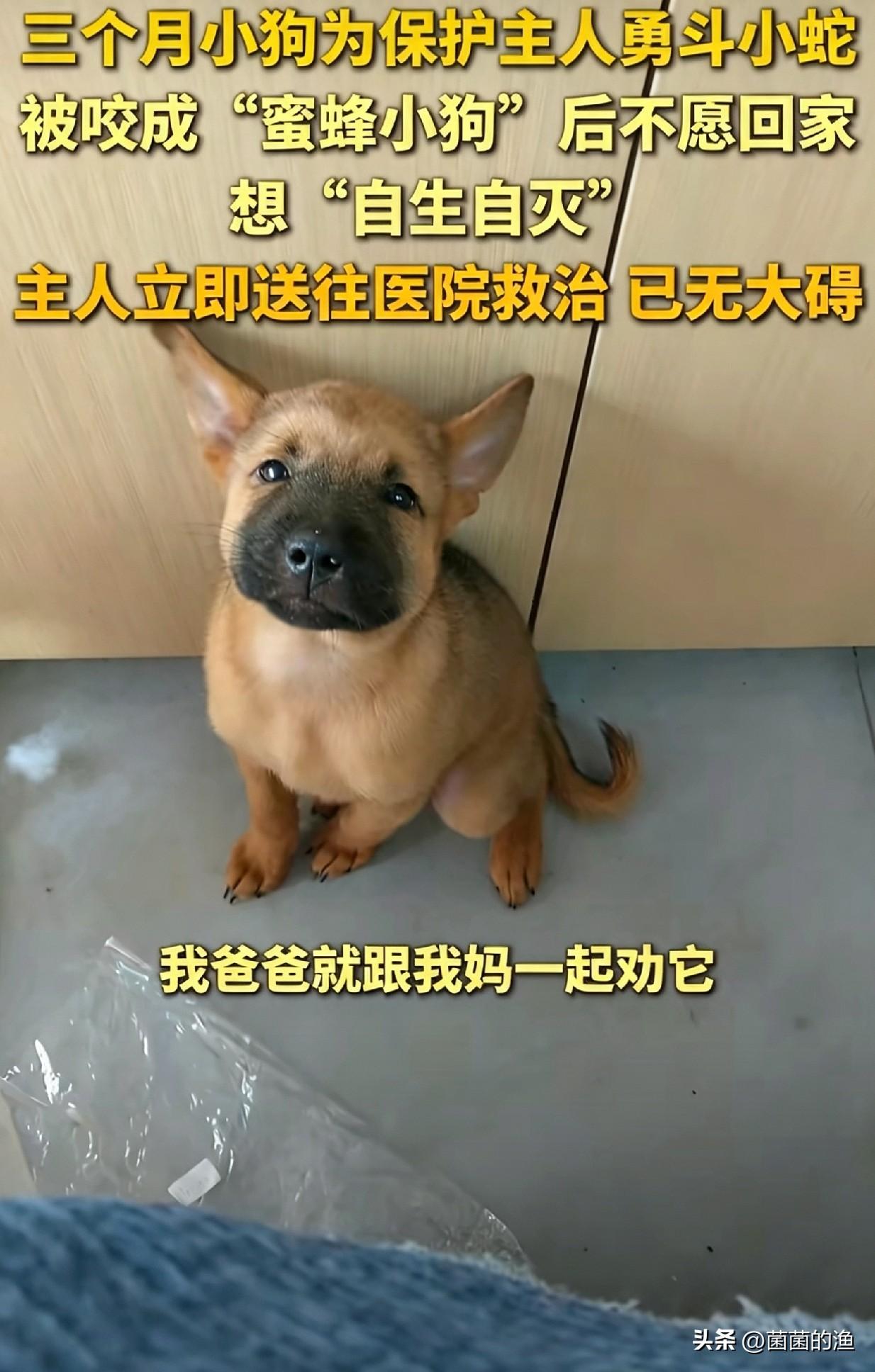 福福这事儿让网友突然明白，为啥那么多人把狗当孩子养。不是人缺爱，是人发现很多时候