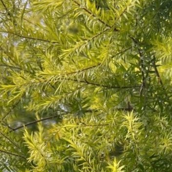 黄金香柳（千层金）种植：1、光照：喜光，每天需6-8小时直射光，光照不足叶片易变
