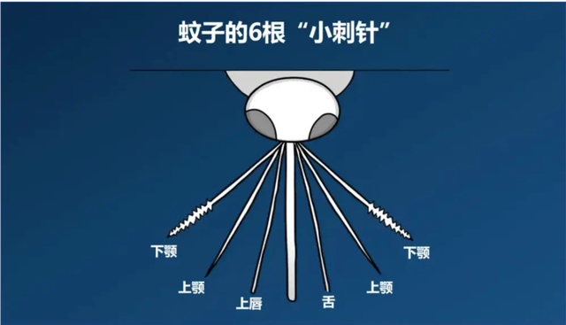 蚊子这么烦人，可以把它们统统灭绝吗？