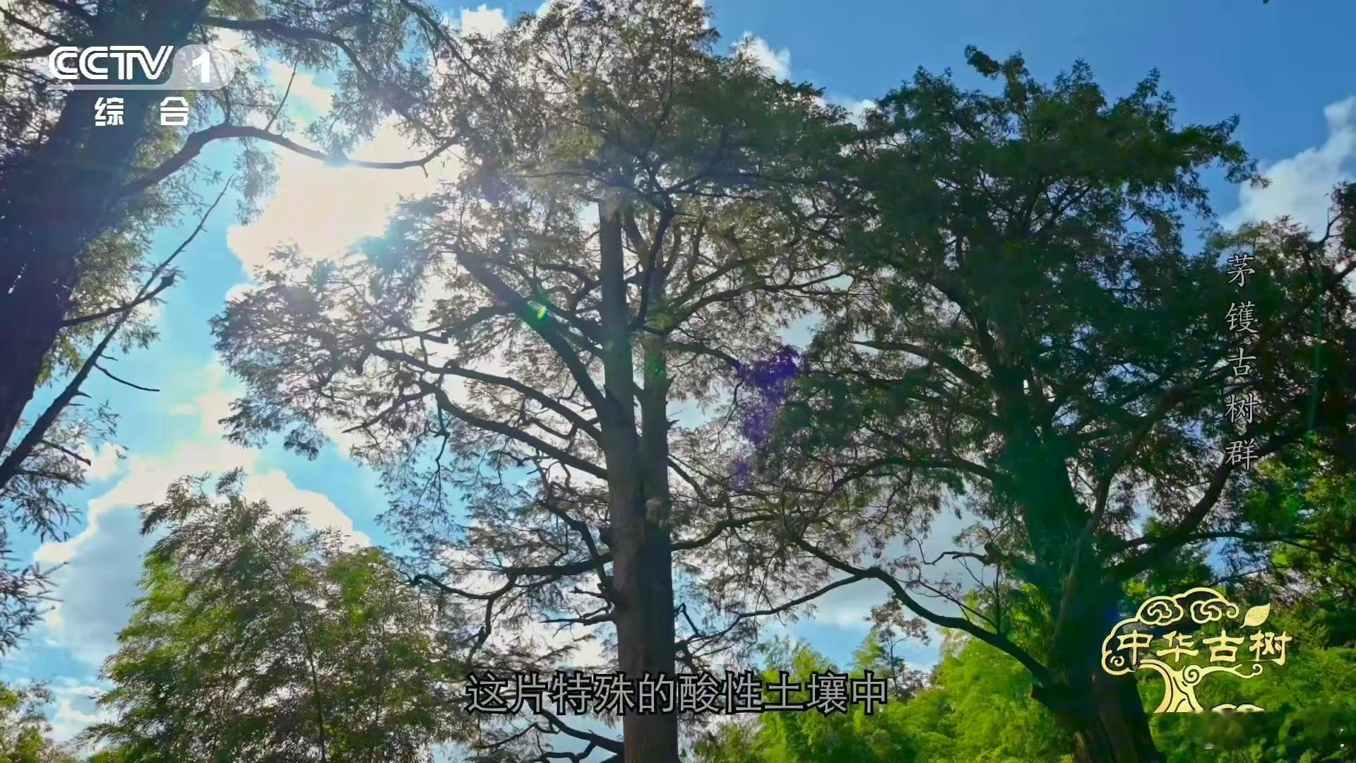 在浙江宁波茅镬村，有棵千年金钱松堪称一绝！它是中国最高龄的金钱松王，秋日里，金黄