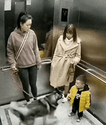 电梯这么狭小的空间，面对凶恶地扑向自己的恶犬，小朋友没有任何退路，躲无可躲。狗主