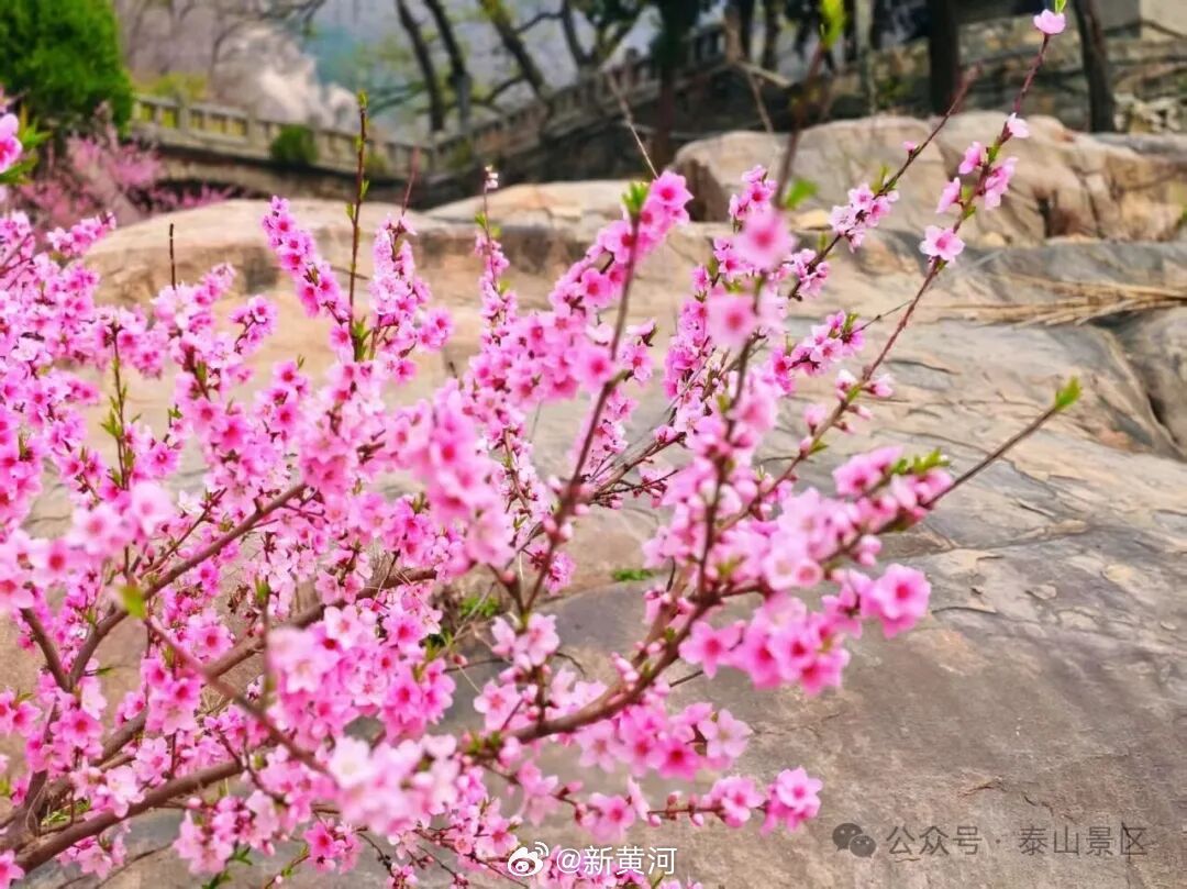 【#桃花开满泰山经石峪#】春风润泽泰山，繁花绽满古峪。近日，泰山经石峪沿岸数十株