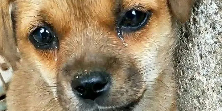 #宠物离开前真的会满含泪水# 在生命的长河中，有些陪伴注定短暂而深刻。当我们的宠