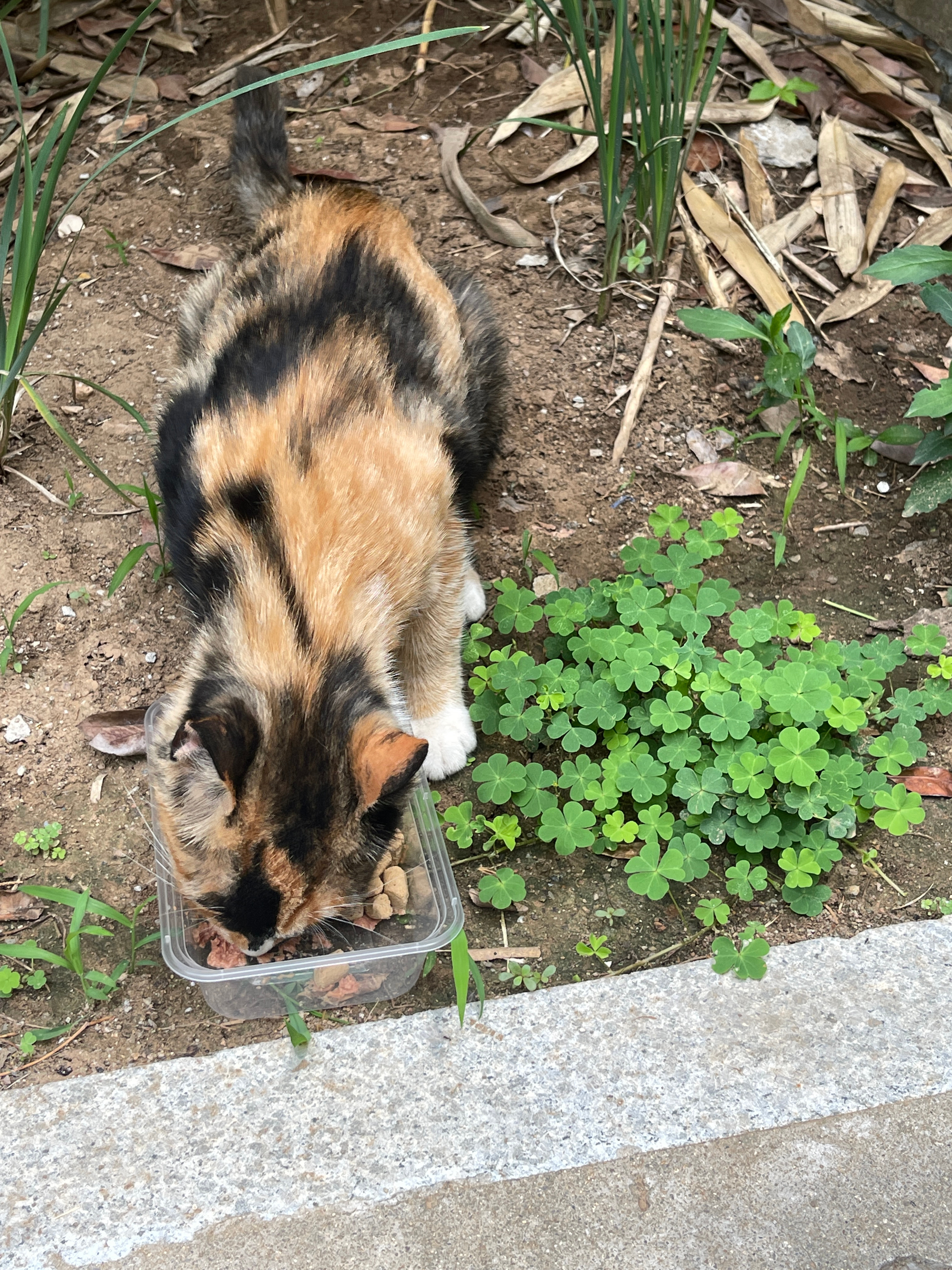 小猫咪和三叶草 ​​​