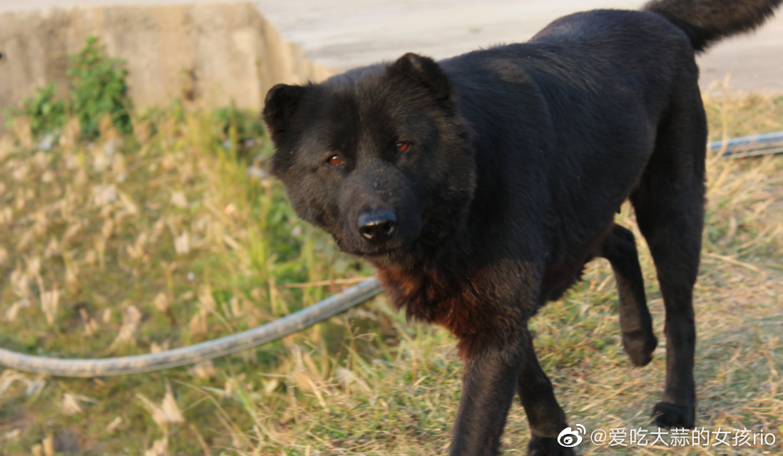 好想我的小狗🐶 