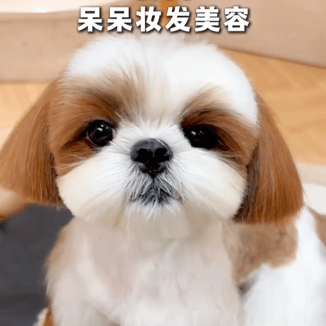 小斗味铺面而来~  ꉂ૮ᵔᗜᵔ*ა泥真的嚎喜庆啊小袋袋[哇]🤲🏻 ​​​