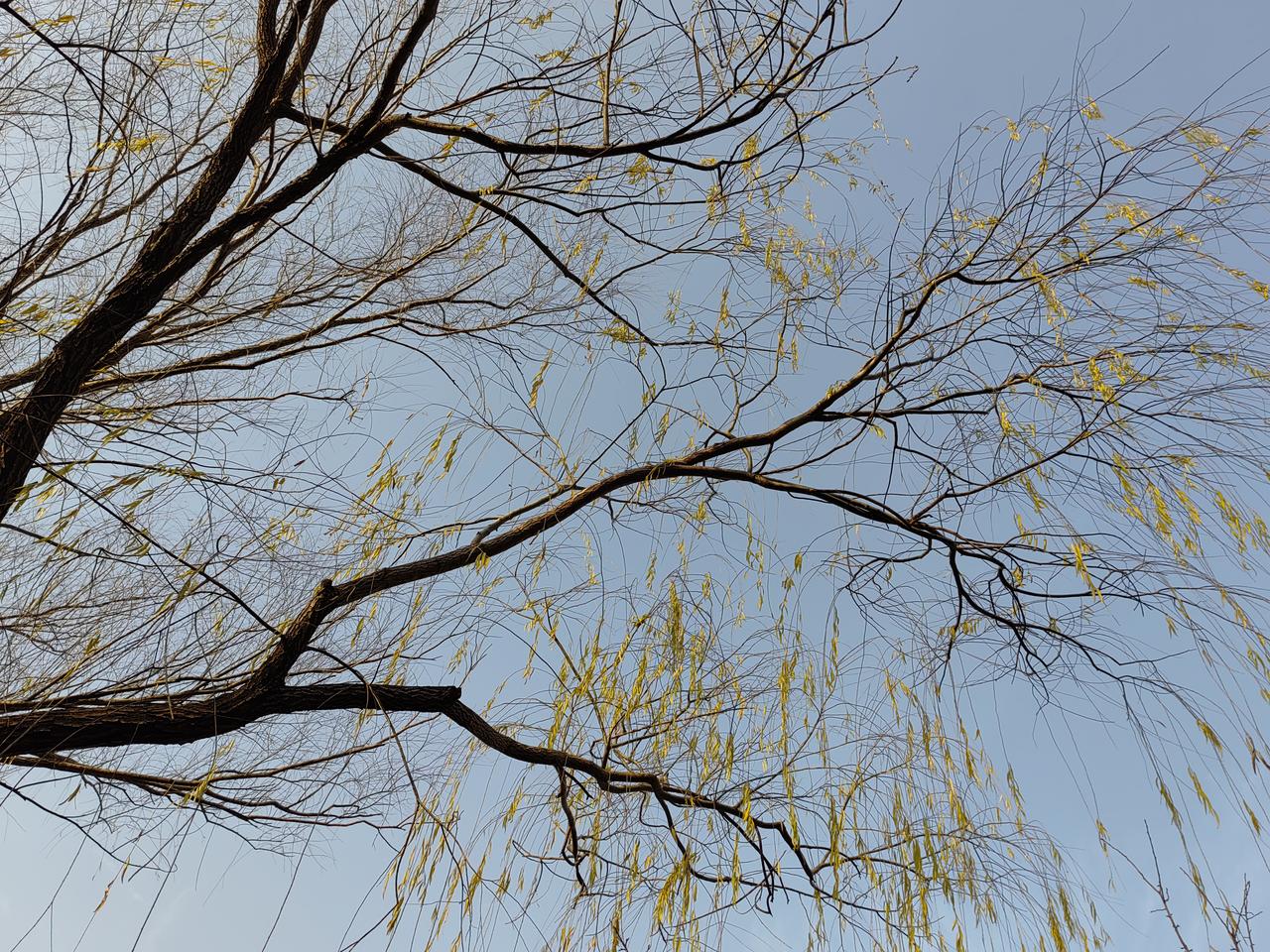 印度将来会是借大国竞争发展起来的大国。
中国崛起，美国更需要印度协同制衡中国，虽