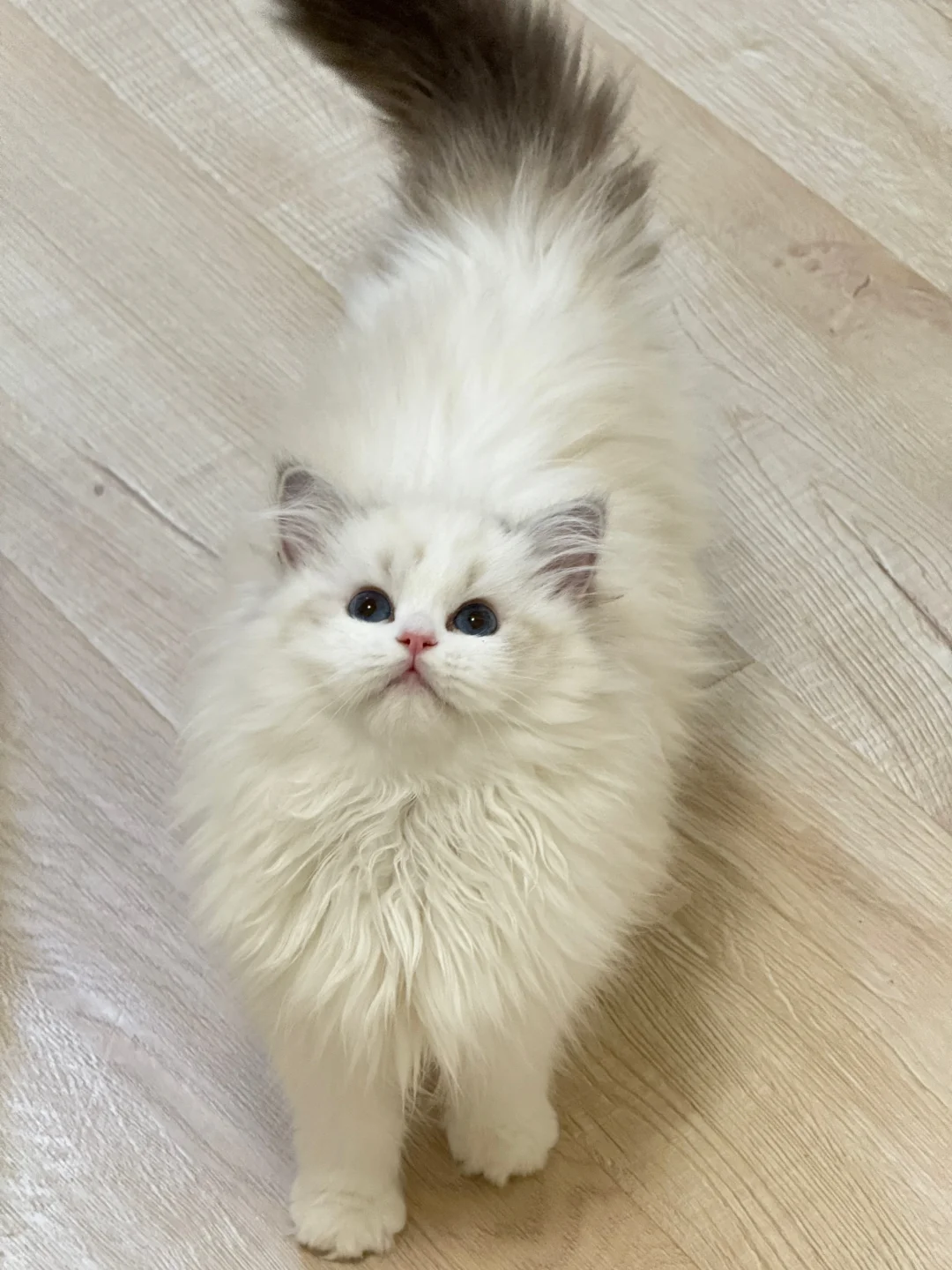 现猫蹲家💕海山双妹妹·软软