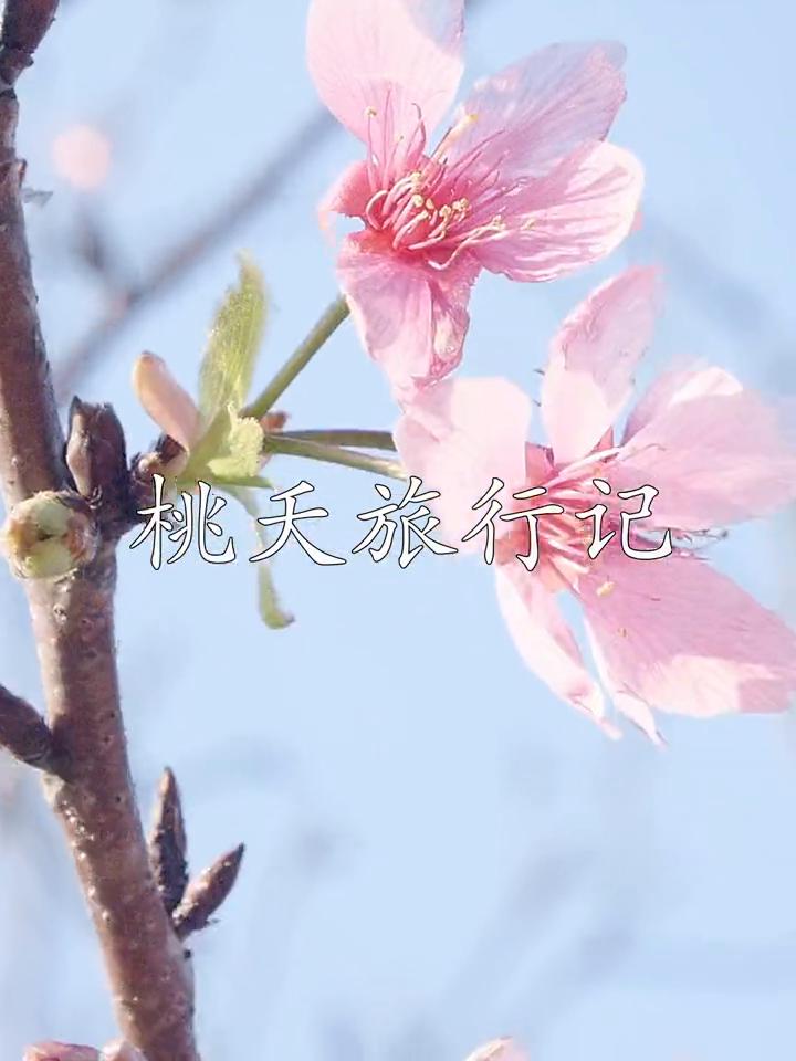 桃天旅行记：深圳蛇口樱花开啦。
樱花开啦。