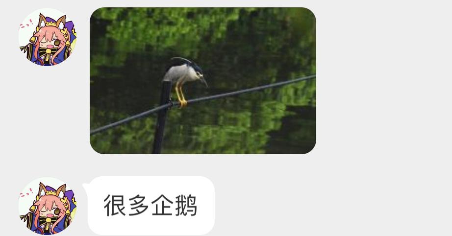 #鸟粉投稿# 伺机捕鱼的夜鹭同学头顶还有呆毛 ​​​