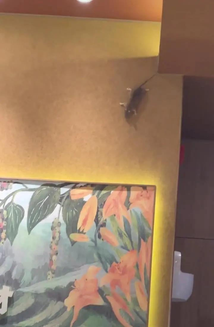 上海一家餐厅天花板惊现老鼠乱窜，这究竟是怎么回事？
近日，上海某商场内一家餐厅突