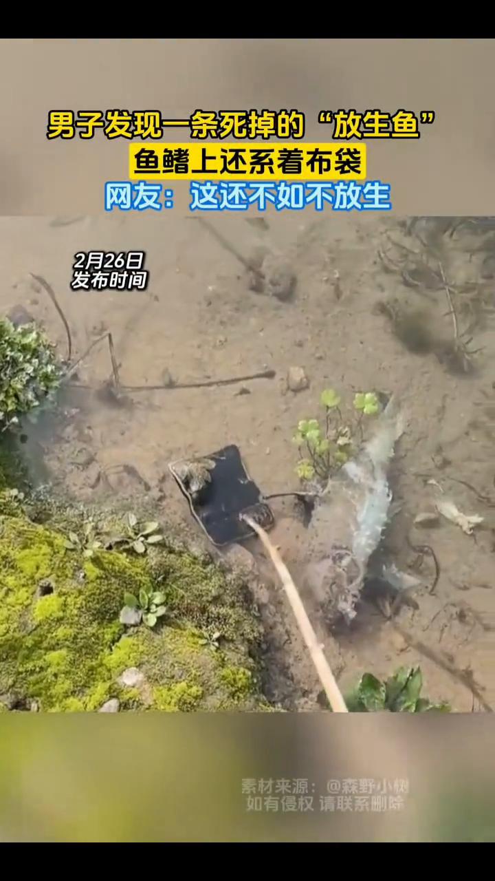 男子发现一条死掉的