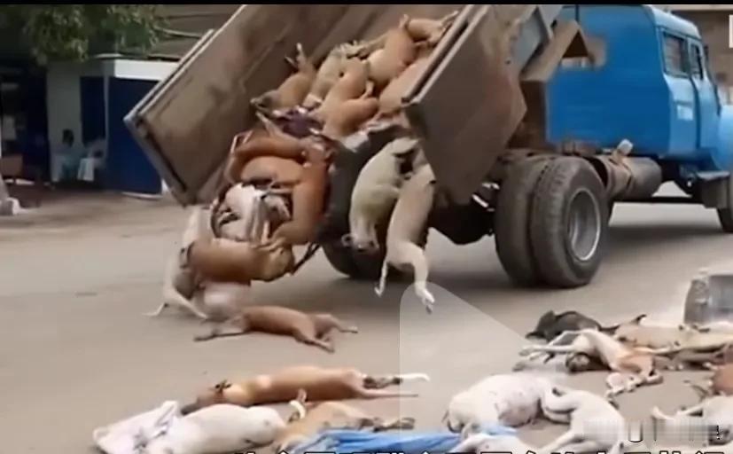 英国流浪狗泛滥成灾，因为大多找不到吃的狗与狗之间为争吃的经常打架，经常功击人类，