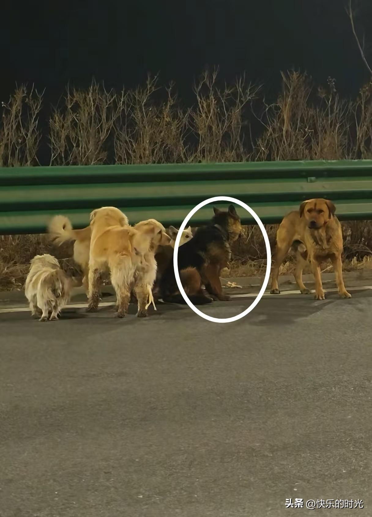 太震撼了！在吉林长春，被偷的7只狗狗掉落高速，一只德牧掉落时摔到了腿，德牧需要休