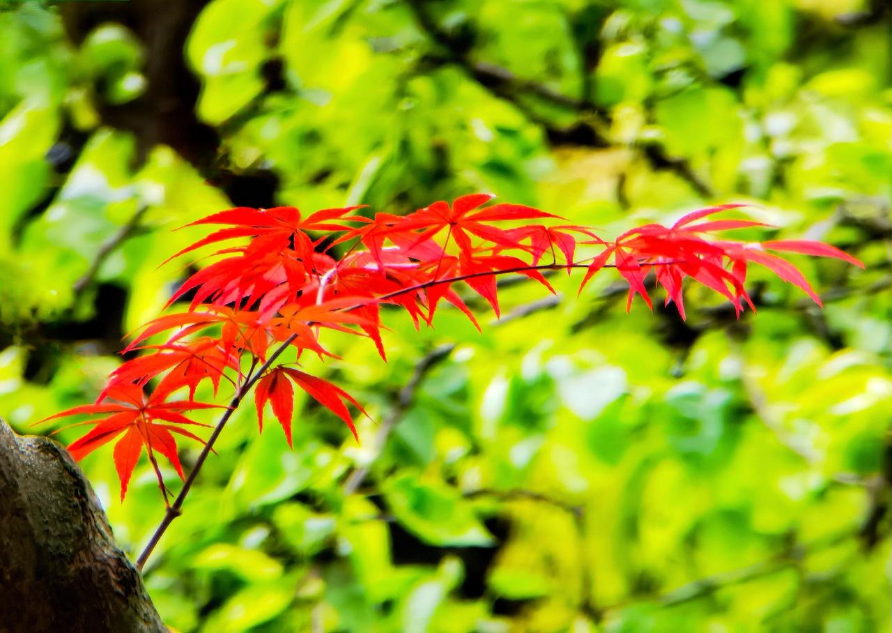 拍花也是一种享受