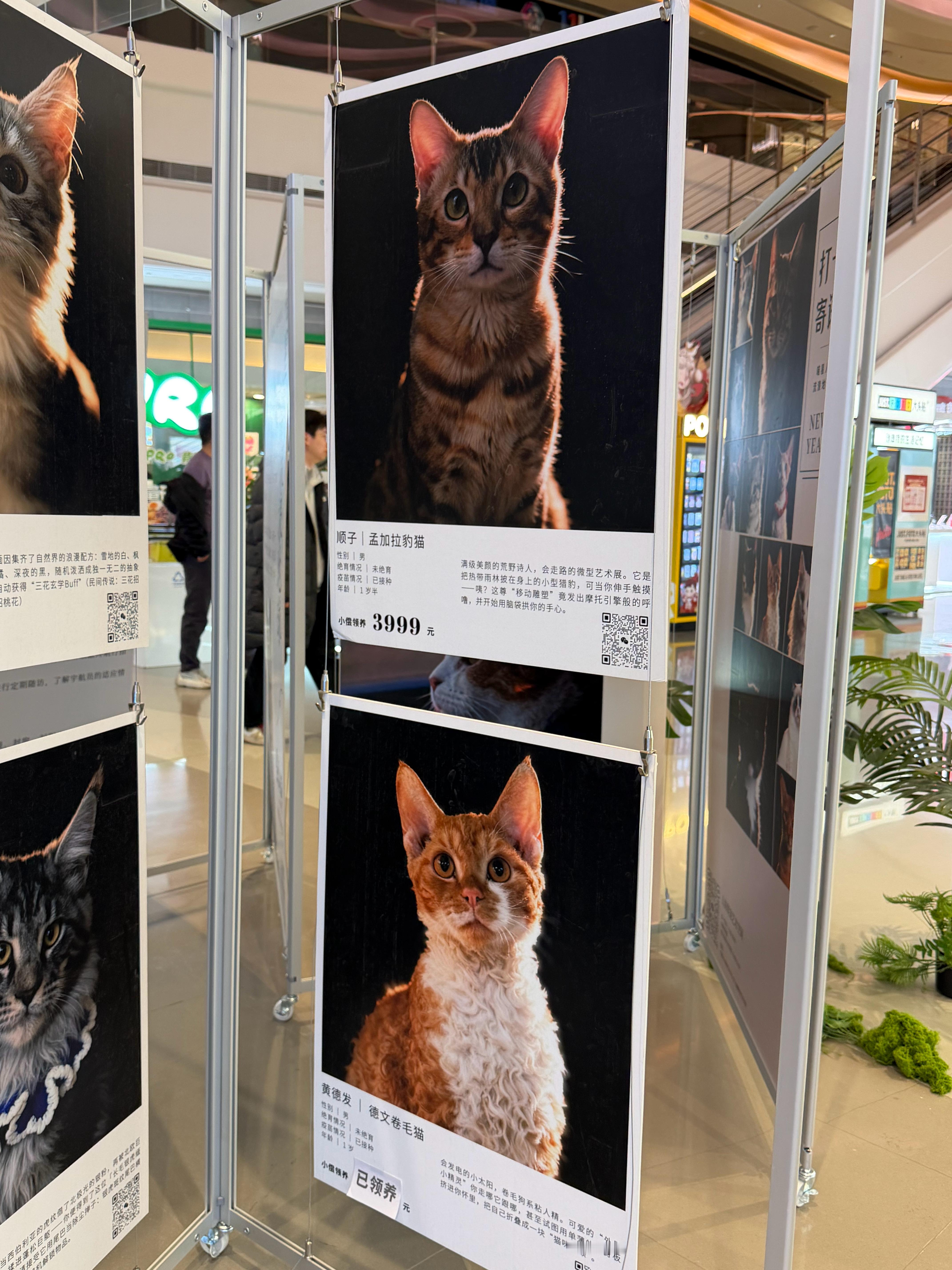 看到一个喵星人流浪计划是一个流浪猫的领养计划，不过是有有偿领养的，帮他们宣传一下