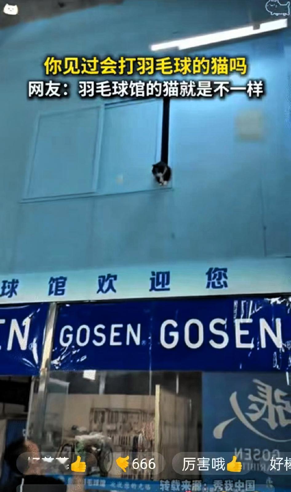 解释不清了”近日，山东淄博，一羽毛球馆收养了四五只流浪猫，还没养多久就发现其中有
