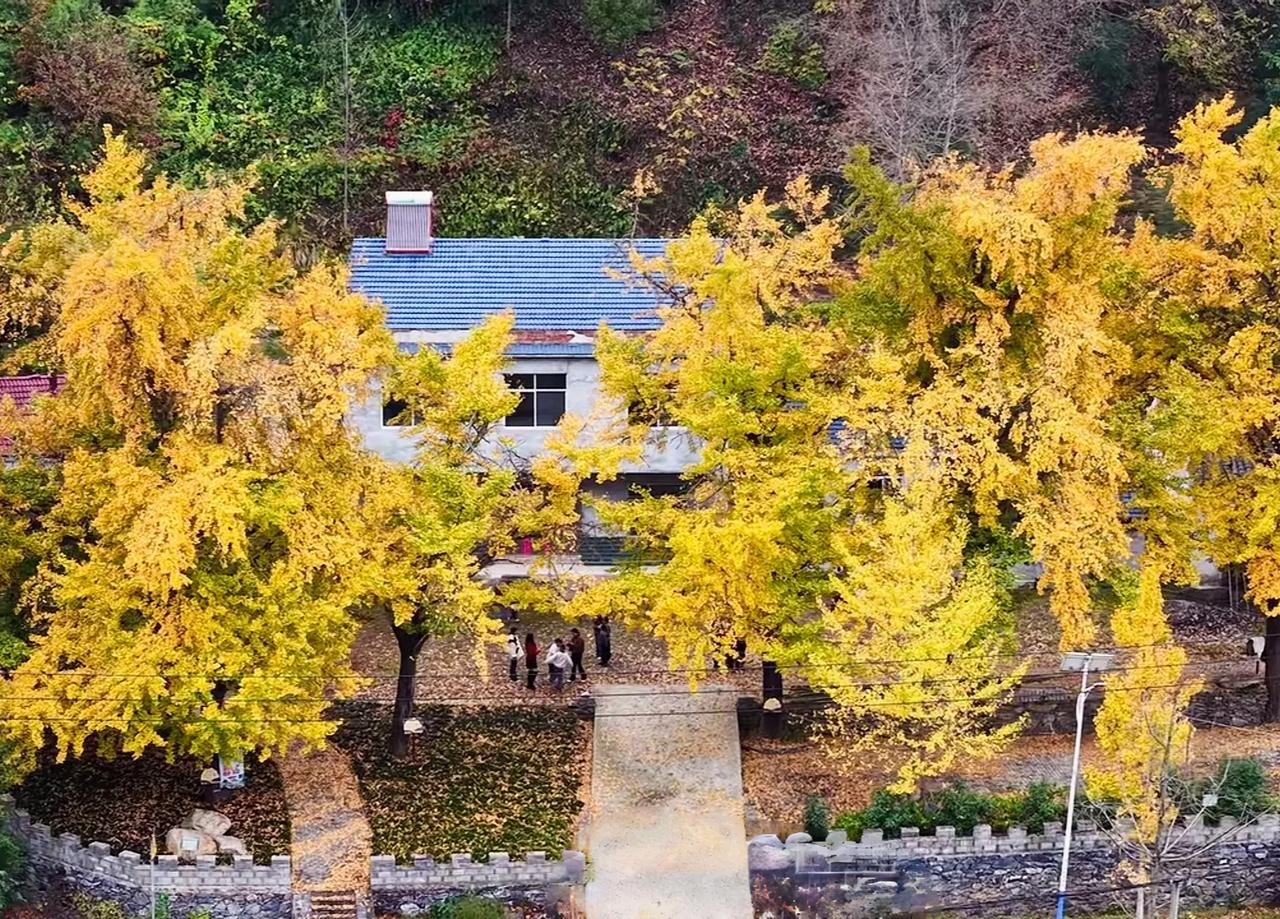 湖北随州，千年银杏谷，遍地落叶黄。