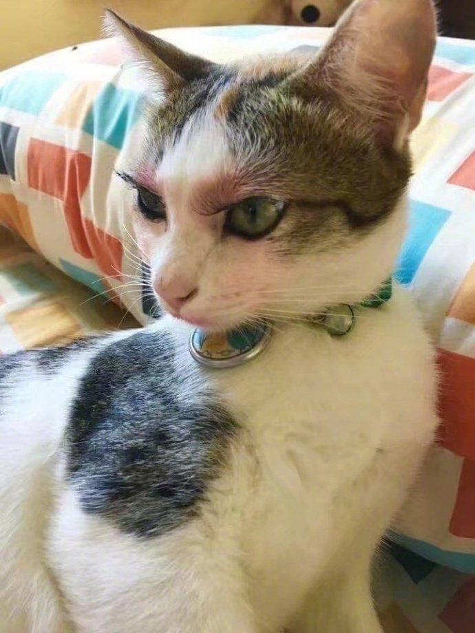 有位网友给猫化完妆之后。。。​​​