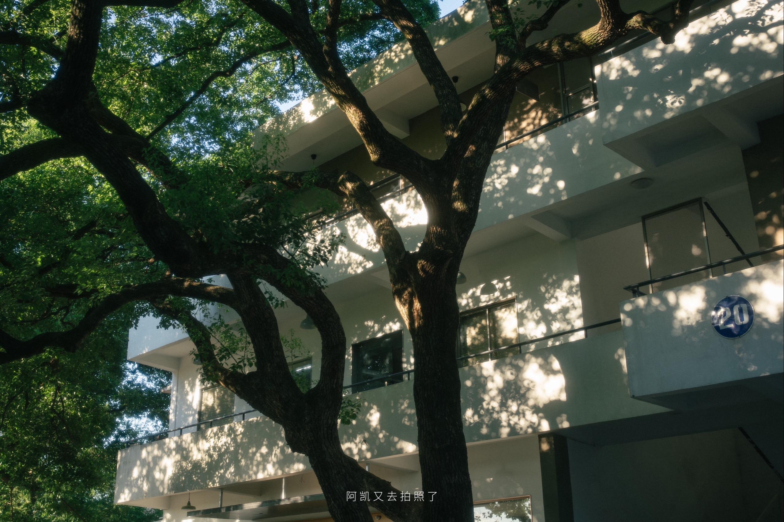 2024年拍过的树🌲。