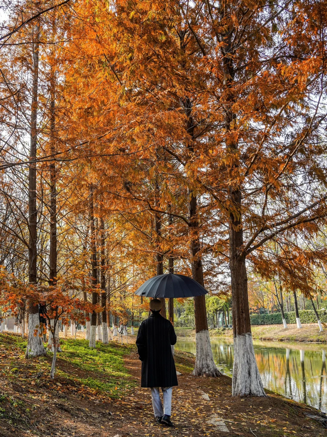 西安小众水杉林红了🍂人少景美11.22实拍❗️