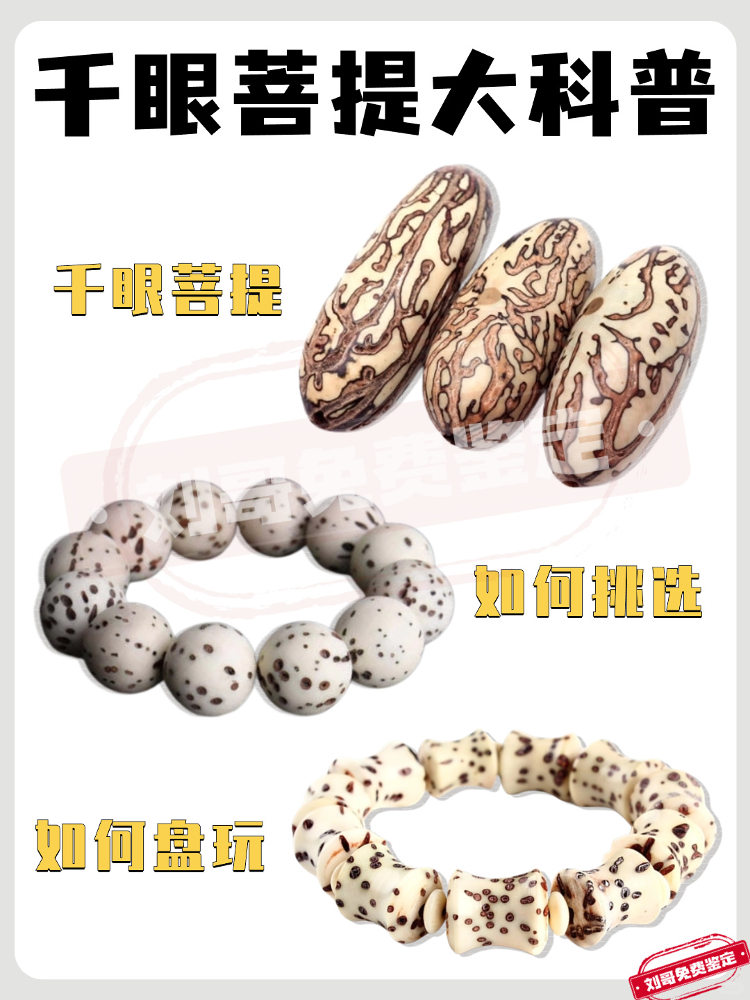 千眼菩提大科普，称为菩提之王