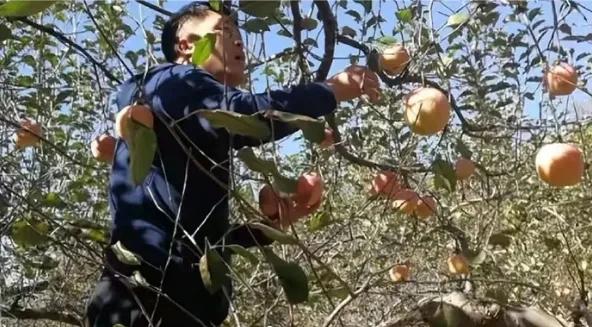 “天理何在？”陕西榆林，一男子喝醉酒后，因为口渴偷偷爬进大爷的果园偷苹果，不料，