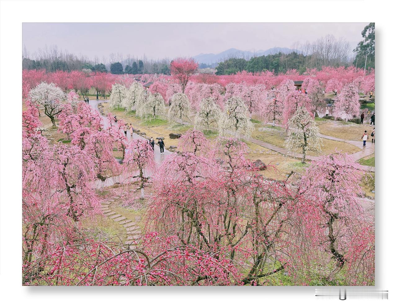 问花村的梅花已热烈盛开，粉白相间，如烟似霞。微风拂过，花瓣如雪飘落，芬芳四溢，宛