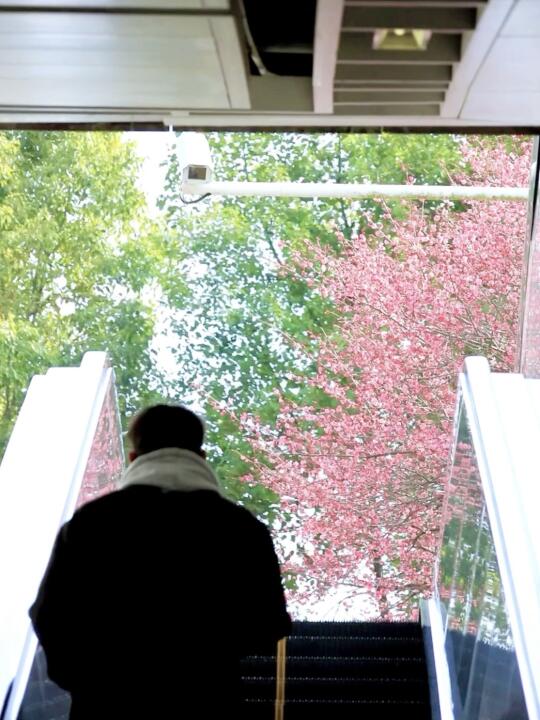 走，上春山🌸搭乘南京开往春天的🚇…live