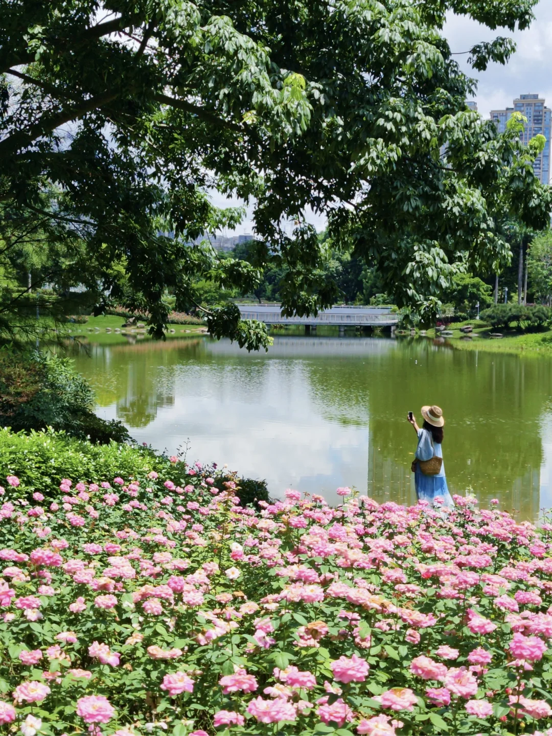 6.30实拍🌸深圳从不缺自己的莫奈花园