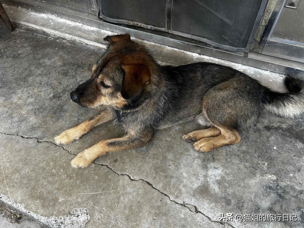 你见过中华田园犬，公狗，
给陌生小奶狗留食吗？
这次我真实的亲眼见到了！
农家小