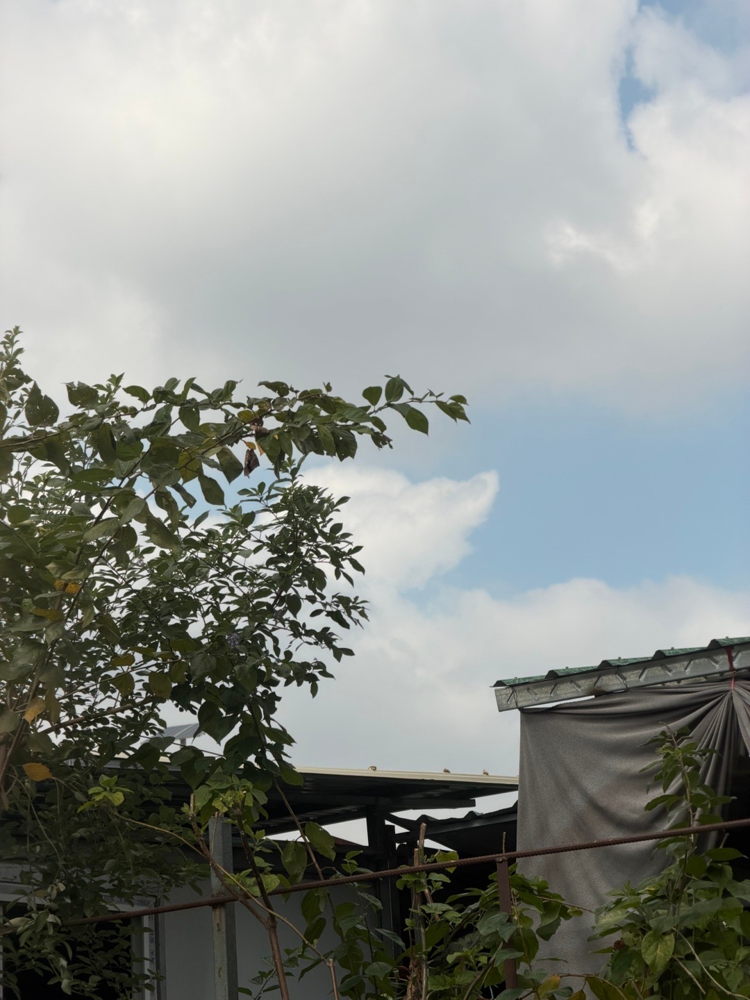 广东这个天气真的是要命[跪了]11月份啦，还是30°C前几天立冬立了个寂寞[流汗