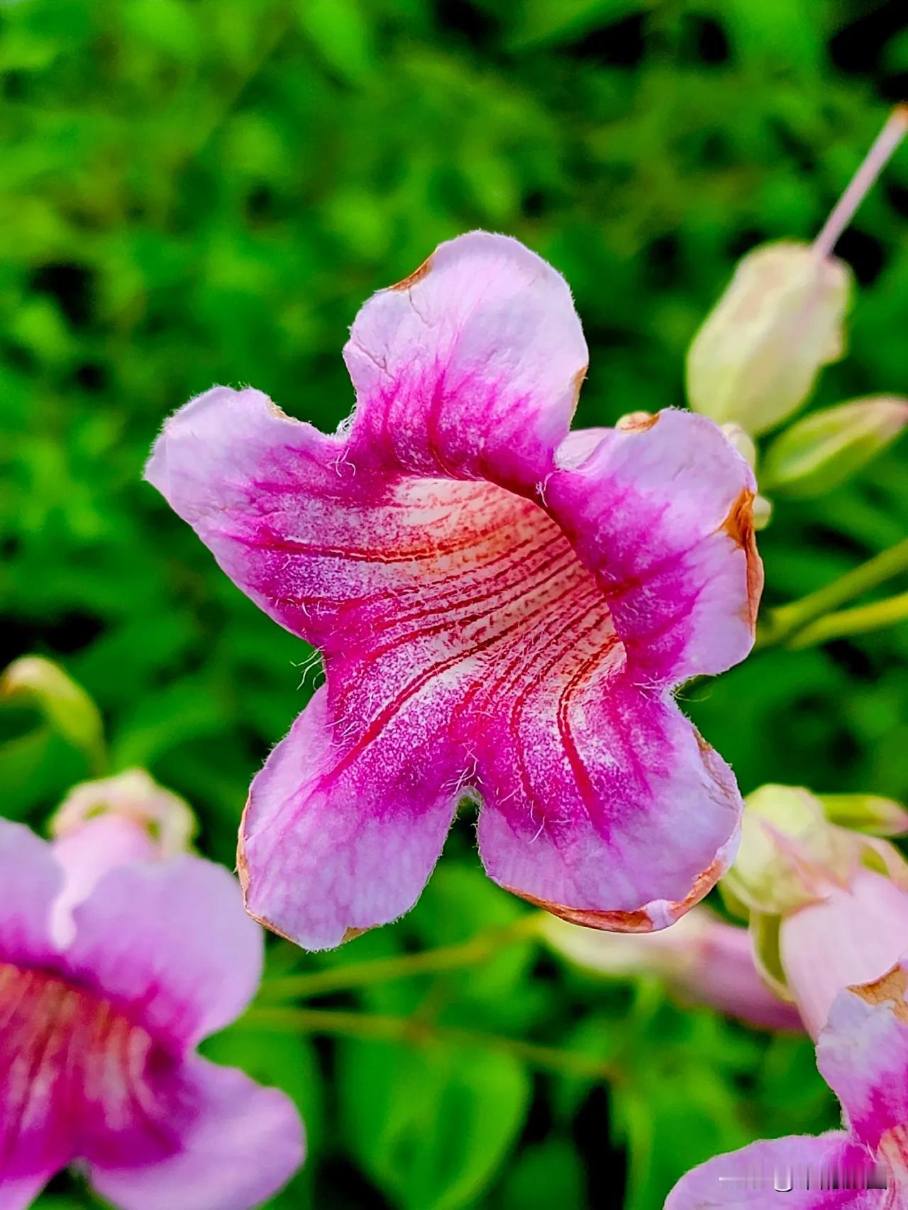 #秋日生活打卡季#非洲凌霄花
（非洲凌霄的花语是敬佩、坚强不屈、志存高远）
在异