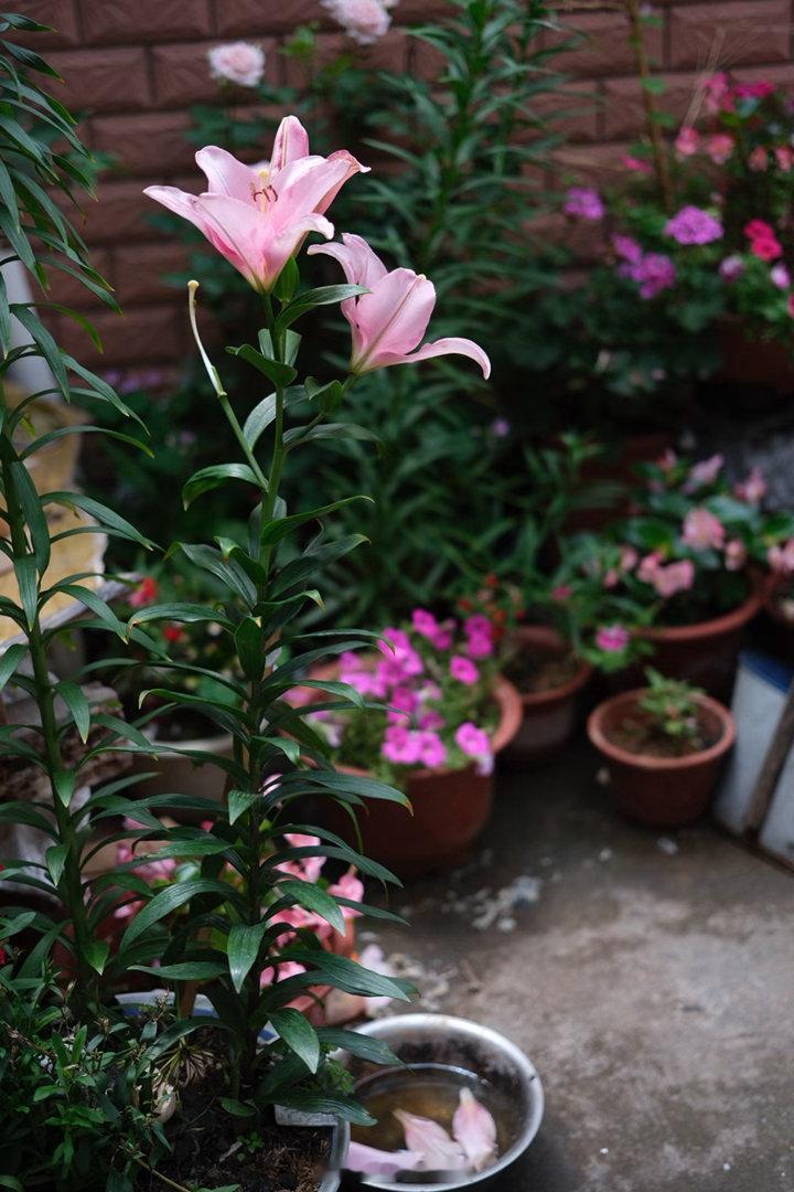 百合花季，村里种花高手们的花儿美极啦。 植物