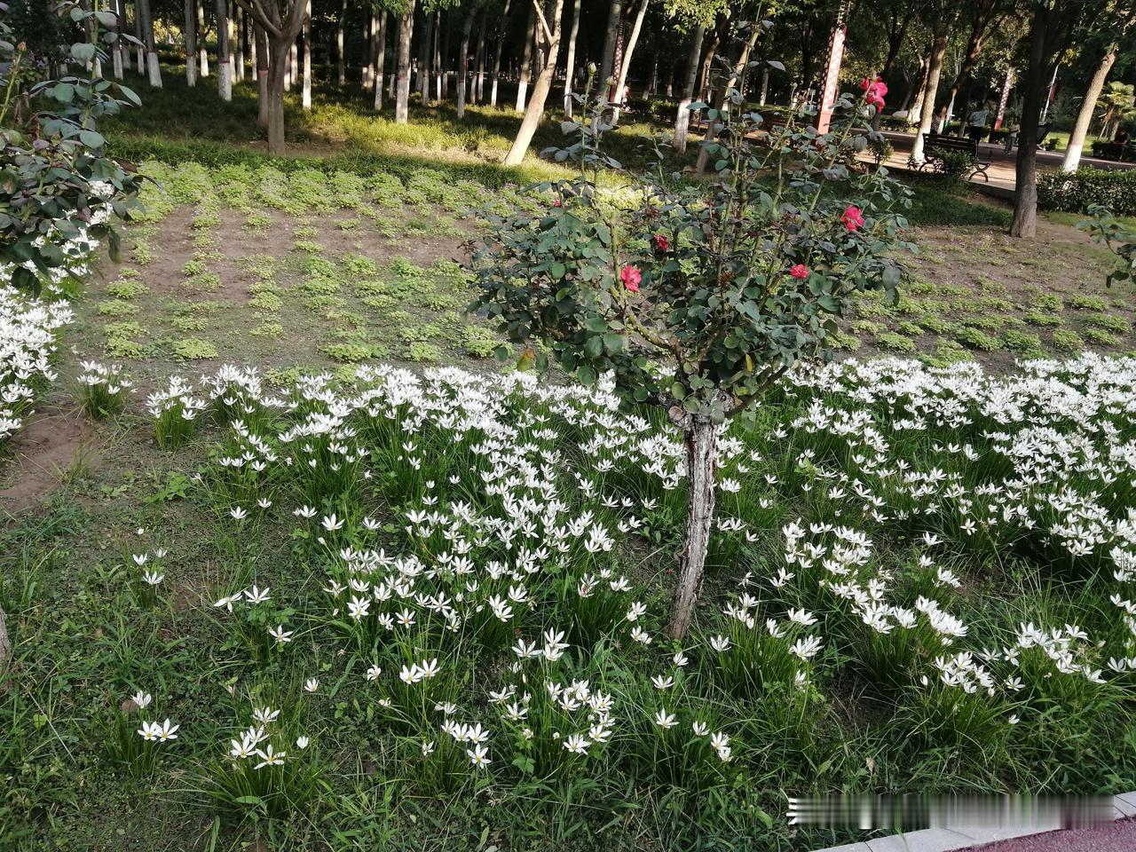 养花最大的乐趣是什么?
养花最大的乐趣，就是能亲手见证生命的小美好。
 
看着光