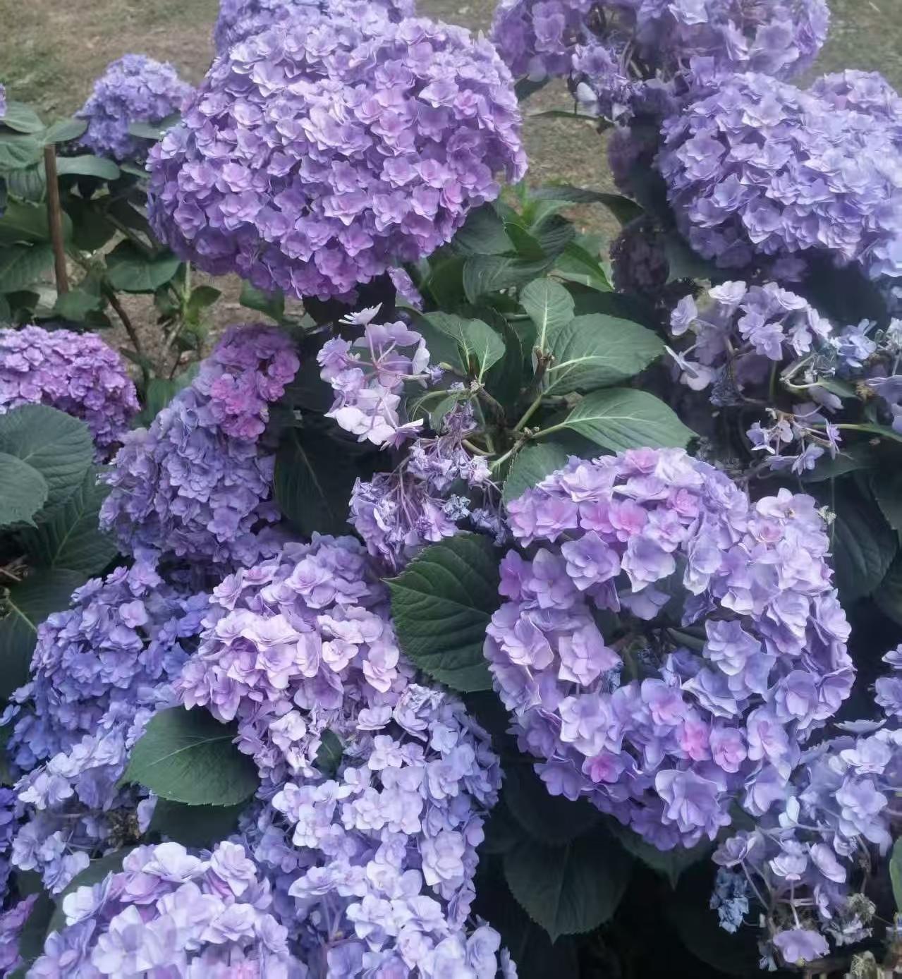分享一张拍摄的花昨天路过一个小公园，在公园里看到的花，我不知道这叫什么花，看着挺