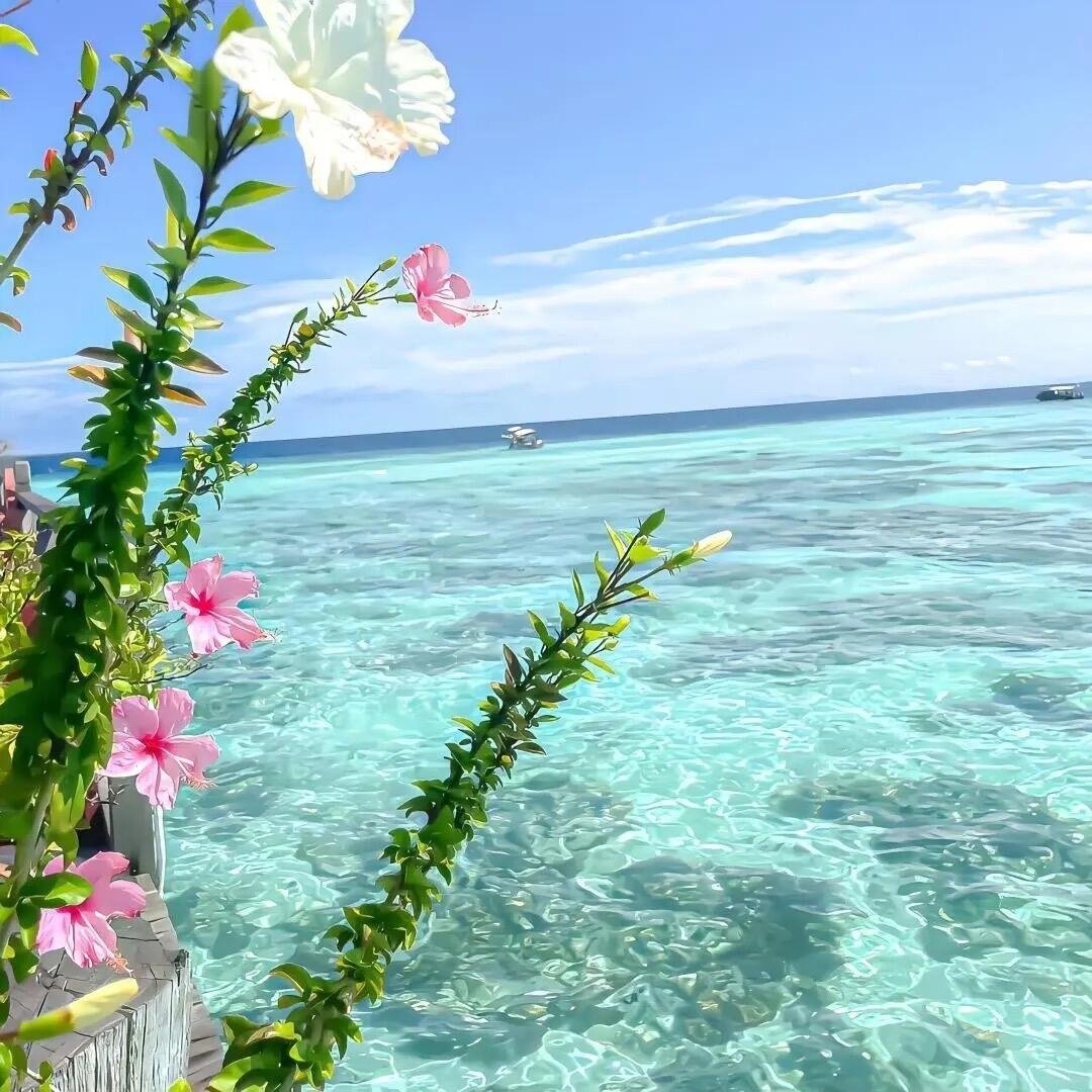 𝐒𝐇𝐀𝐑𝐄｜头像背景圖搭配｜干净女头｜小众女头｜氛围感女头｜INS风 