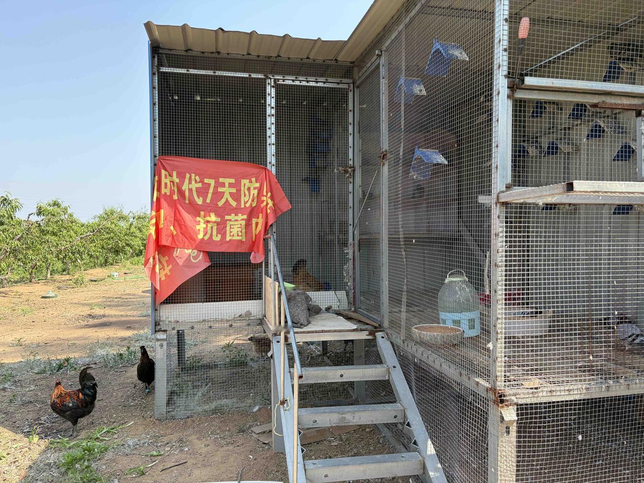 我一时疏忽，致使一只可爱小鸡丧命，很难过，场面太血腥，惨不忍睹，没拍照。

  