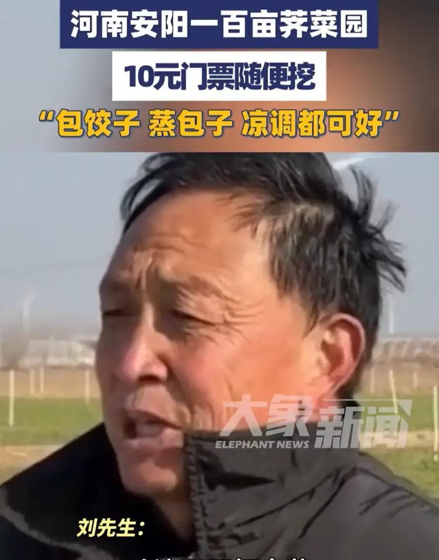 河南老兄一百多亩荠菜被超市嫌小拒收，眼看要烂在地里，他干脆竖块牌子：门票十块，随