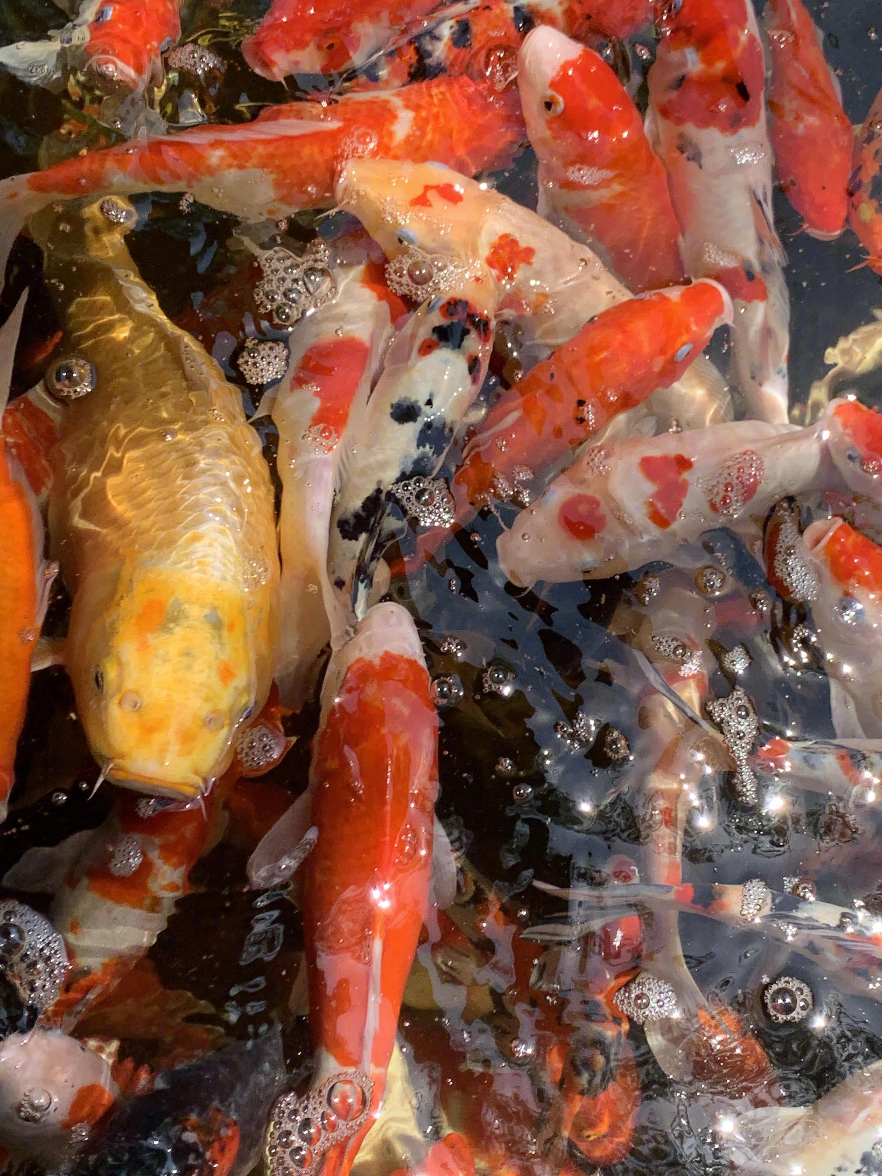 转发这池锦鲤，接下来的你一定会巨巨巨巨巨巨巨巨巨巨巨巨巨巨巨巨巨巨巨巨巨巨巨巨巨