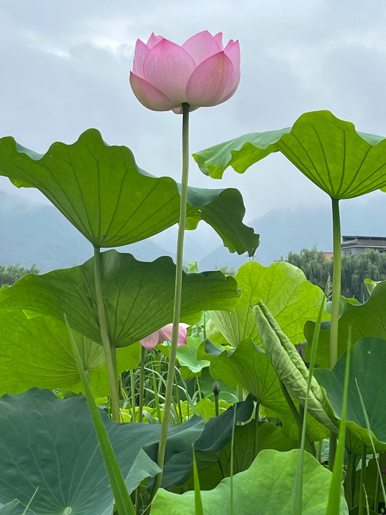 梅花易数笼统说明
京房纳甲筮法虽然体系完备，考虑的要素也十分周全，但却过于繁琐，