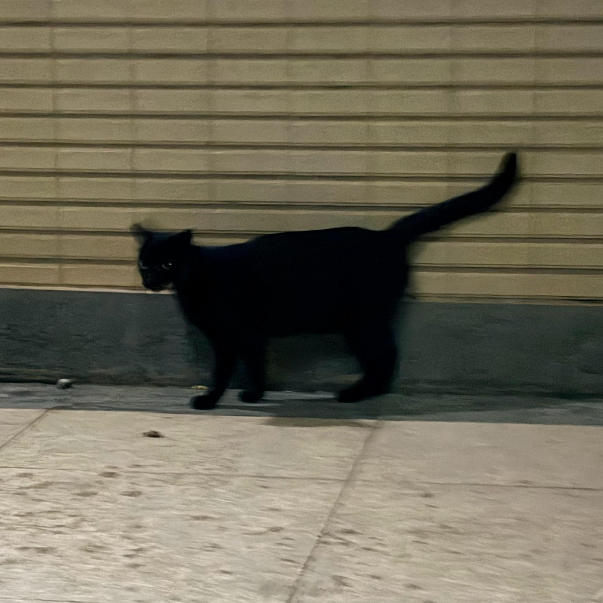 家楼下又长小黑猫了 ​​​