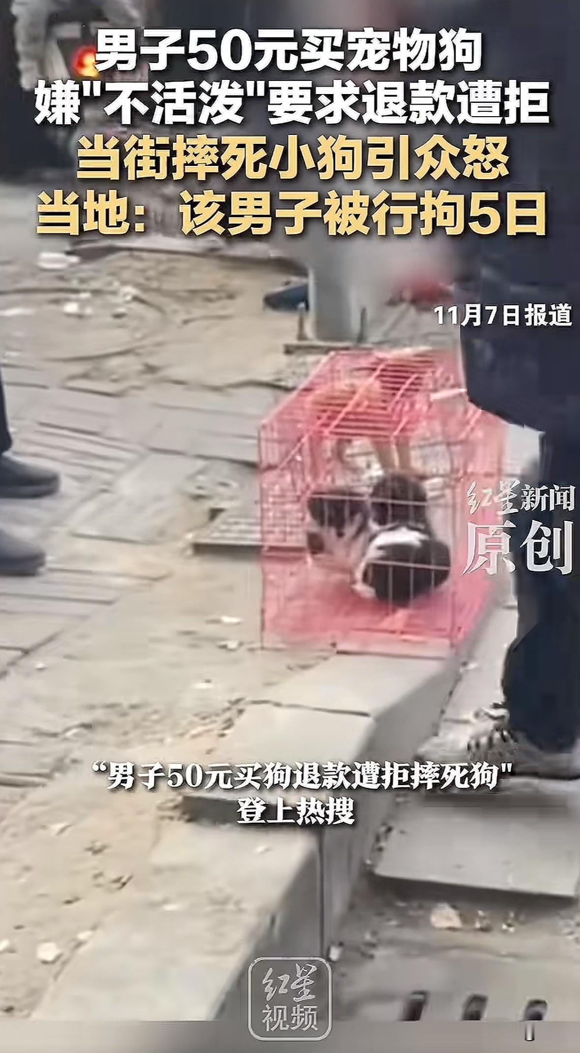 11月4日下午，河南周口一男子花50元从老人那买了宠物狗，嫌小狗“不活泼”想退款