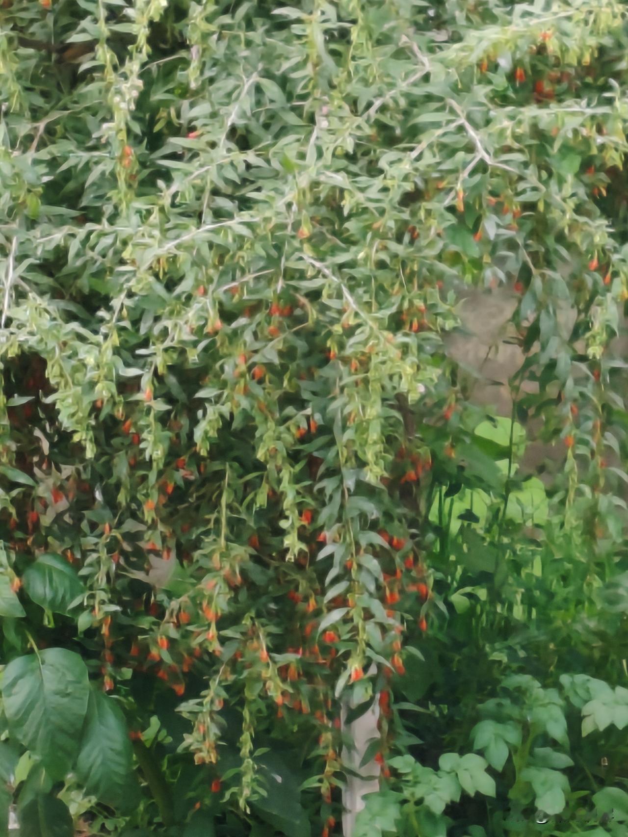 吃过枸杞你,见过枸杞的花朵吗?看这棵枸杞树啊，有意思吗？这也是我十年前把几颗枸杞