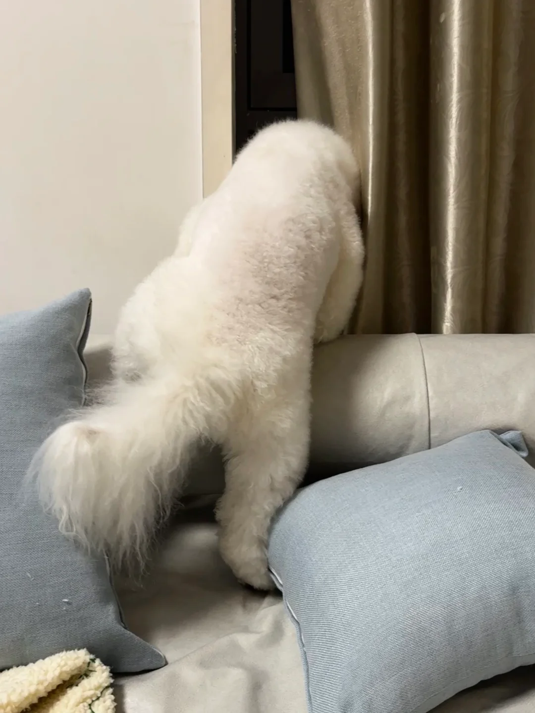 狗狗祟祟的